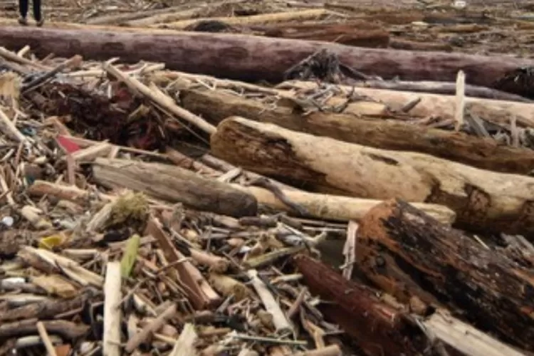 Gelondongan kayu terbawa banjir bandang di Sumatera diduga terkait illegal logging. (HukamaNews.com / Net)