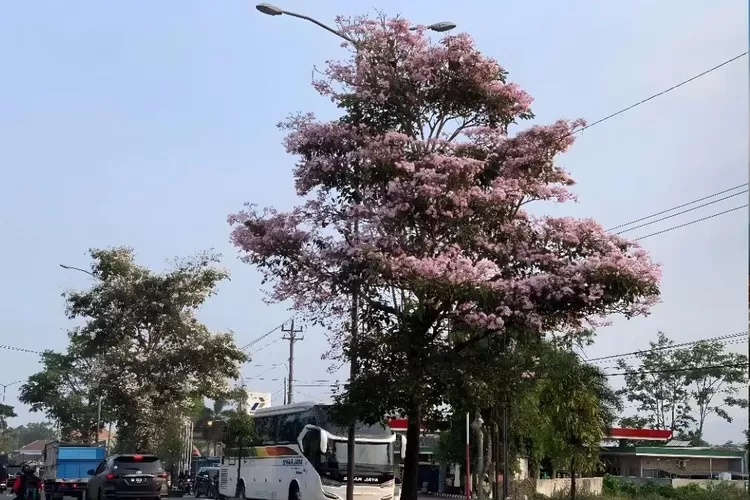 Pesona Bunga Tabebuya Di Magelang, Kecantikannya Bak Bunga Sakura Dari ...