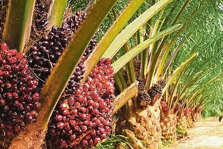 Ilustrasi sawit - Harap Daerah Penghasil Sawit dapat Jatah Sesuai dengan Kontribusi, Wakil Bupati Sanggau Desak Pemerintah Pusat Tinjau Ulang Persentase Dana Bagi Hasil