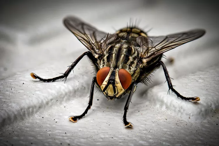 Waspada Jika Muncul Di Malam Hari Inilah Beberapa Tanda Banyak Lalat