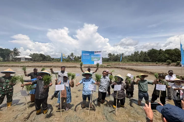 PT Vale bersama Pemerintah Kabupaten Kolaka dan Kemenko Perekonomian menghadirkan demplot yang menguji varietas padi unggul seperti PR25, PR107, Bujang Marantau, Trisakti, Menthik Wangi, dan Menthik Susu (Vale)