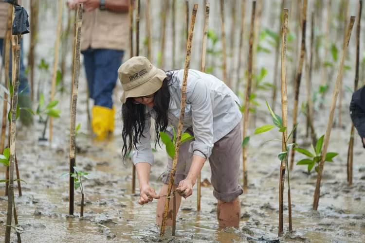 PT IMIP rehabilitasi mangrove di pesisir pantai (Metrosulteg)