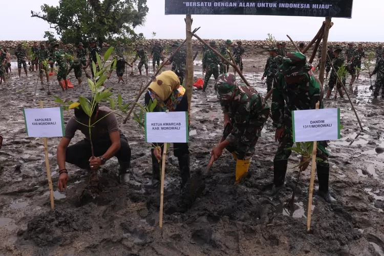 TNI, Masyarakat dan Pemda Morowali rehabilitasi mangrove di Desa IpI (Metrosulteng)