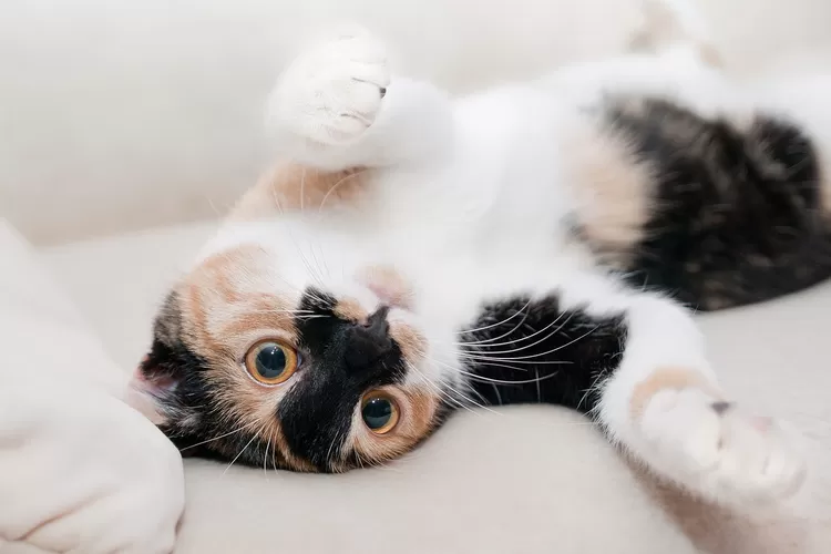 Begini Cara Merawat Kucing Yang Berkutu Hingga Bebas Kutu dan Telur Kutu Bersih (Foto : pixabay )