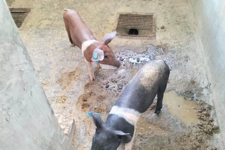 Dinas Peternakan dan Kesehatan Hewan Mabar terus  melakukan penanganan terhadap bahaya ASF bagi ternak milik warga di daerah itu. Berikut ini informasi tentang 40 ekor babi mati di Liang Sola Lembor Manggarai Barat NTT, diduga akibat ASF.