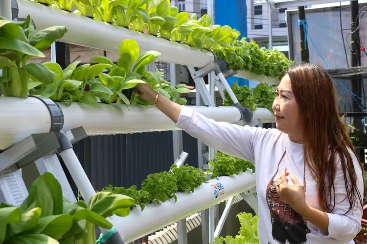  Kisah BRInita di Jayapura Terapkan Urban Farming Picu Semangat Bertani. (Foto/Istimewa.)