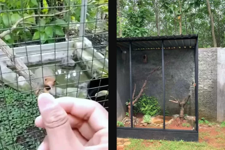 Aviary burung kandang luas dan sempit untuk hobi. (Foto/YouTube.)