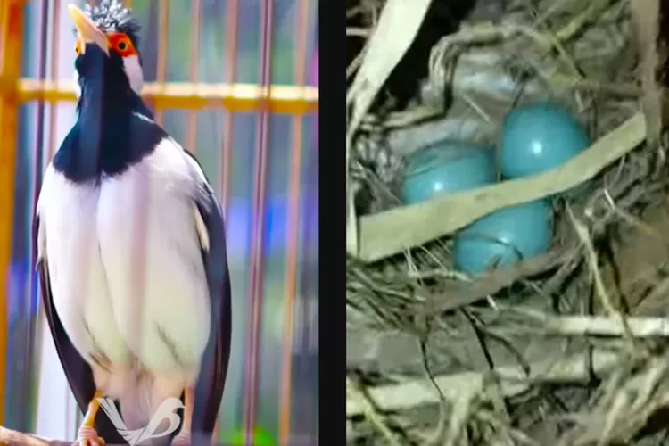 Cara mudah ternak burung Jalak Suren. (Foto/YouTube.)