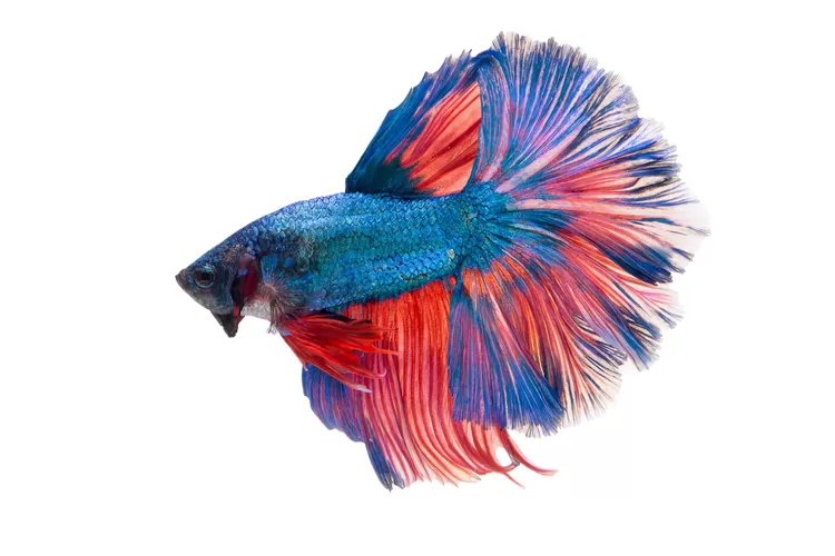 Ilustrasi - Ikan Cupang (Foto/Freepik - jcomp.)