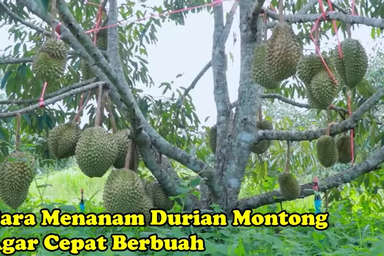 Durian montong (Foto/YouTube -  AGROPEDIA.)