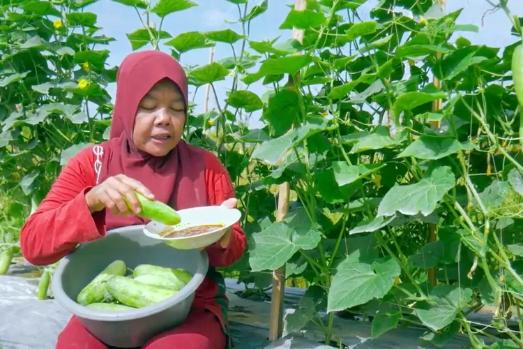 Seorang wanita duduk di kebun timun sambil memegang piring berisi sambal dan satu buah timun segar, dengan baskom penuh timun di pangkuannya, menggambarkan kesegaran lalapan yang cocok untuk diet sehat. (Foto/YouTube - @sukseskeluargatani.)