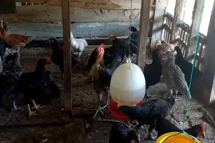 Di dalam kandang kayu, beberapa ekor ayam dengan berbagai warna (hitam, coklat, putih) sedang berkumpul di sekitar tempat makan dan minum. (Foto/YouTube - @TERNAKPEDIA.)