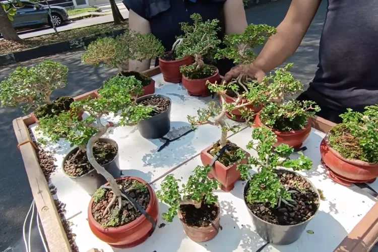 Deretan bonsai mini dengan bentuk unik dan artistik ini siap mempercantik sudut rumah, sekaligus memberikan ketenangan bagi siapa saja yang merawatnya. (Foto/YouTube - @yudianimasi_bonsaimini.)