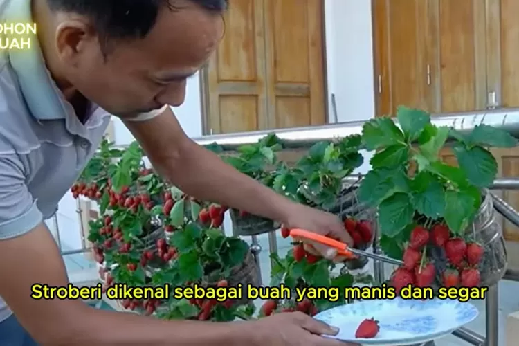Seorang pria memanen stroberi merah segar dari tanaman yang tumbuh subur di pot gantung. (Foto/YouTube - @PohonBuah.)