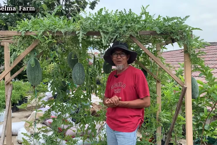 Seorang petani berdiri di bawah para-para tanaman semangka yang bergelantungan, mengenakan kaos merah dan topi lebar di kebun Selma Farm. (Foto/YouTube - @Selma_Farm.)