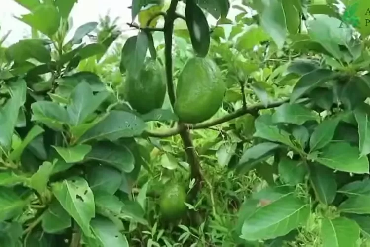 Pohon alpukat dengan daun hijau lebat dan buah berukuran besar yang tampak segar siap dipanen. (Foto/YouTube - @RamdanFebri.)