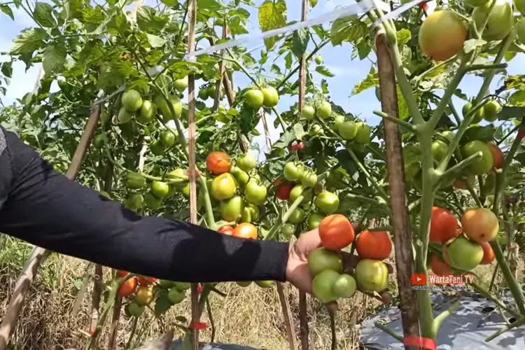 Seorang petani memanen tomat yang tumbuh subur dengan buah berwarna hijau hingga merah di kebun bertopang ajir. (Foto/YouTube - @WartaTaniTVCh.)