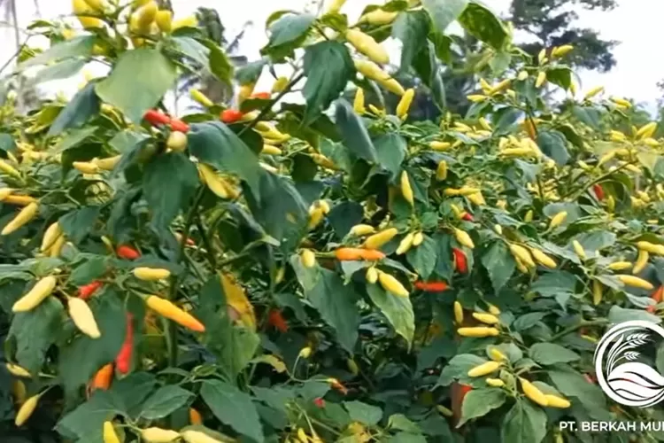 Tanaman cabai rawit lebat dengan buah berwarna kuning, oranye, dan merah yang siap dipanen. (Foto/YouTube - @pt.berkahmulyatani.)