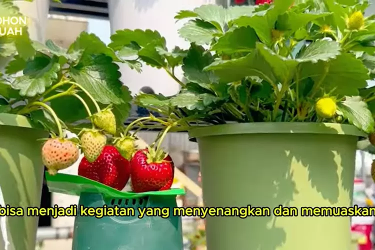 Tanaman stroberi dalam pot dengan buah segar merah dan hijau yang tumbuh subur. (Foto/YouTube - @PohonBuah.)
