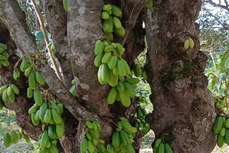 Tak Disangka! Si Belimbing Sayur Atau Belimbing Wuluh, Miliki 4 Daftar ...