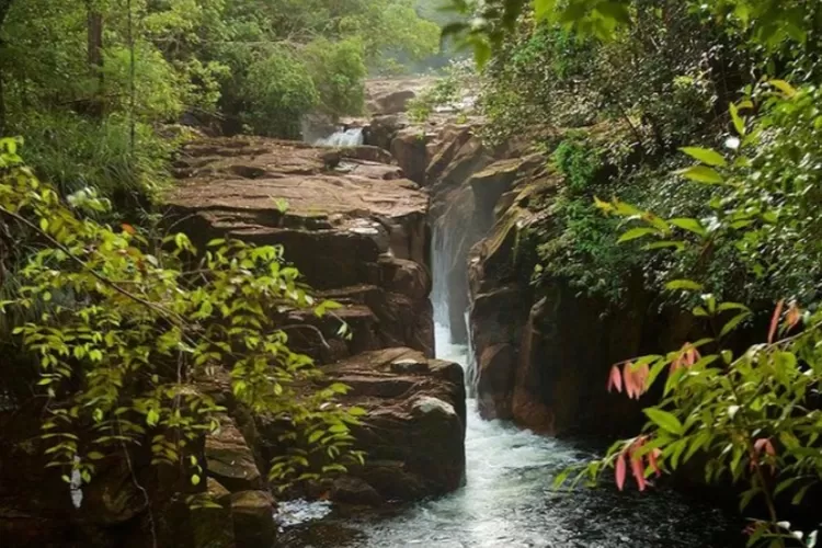 Petualangan Alam: Keindahan Tak Terlupakan Taman Nasional Gunung Palung ...