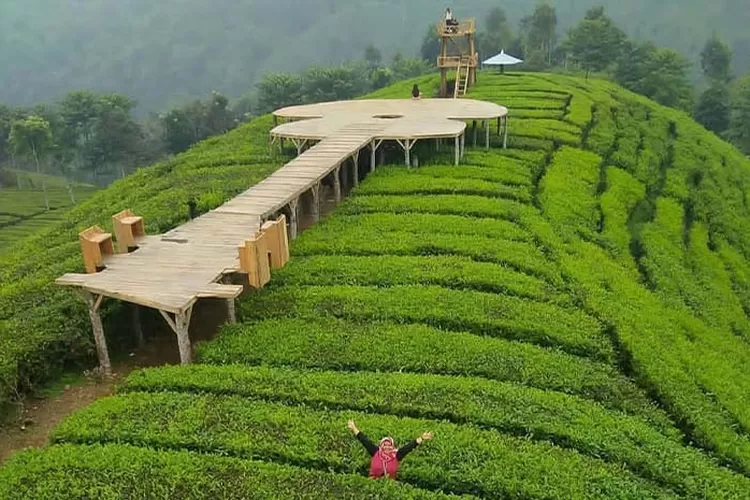 Perkebunan Teh Sirah Kencong yang dulunya tempat angker (instagram.com / @wisatajawatimur_)
