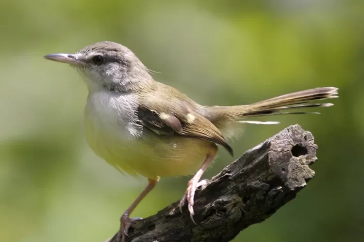 The Charm of Ciblek Birds: Indonesia’s Rising Star in Bird Competitions