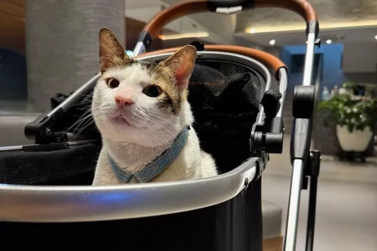 Bobby Kertanegara, anabul yang ikut diboyong Presiden Prabowo Subianto ke Istana Negara. Segini harga stollernya (IG)