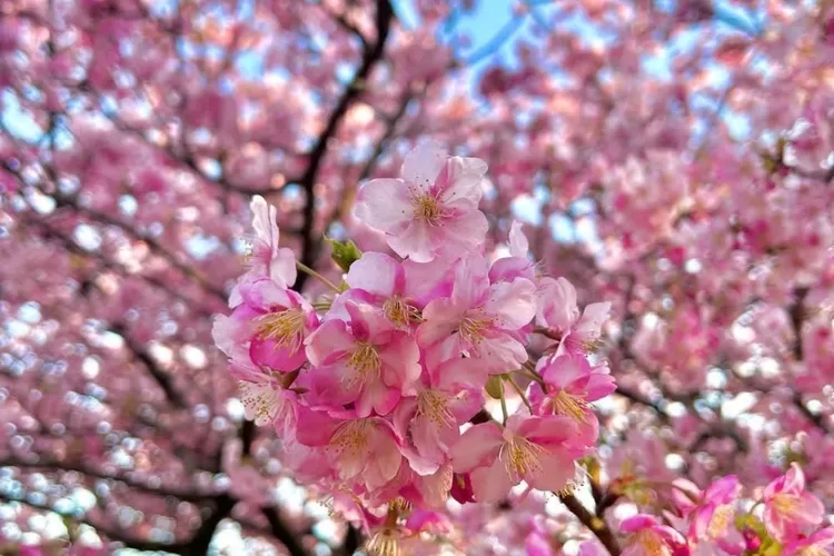 Jepang Punya Sakura Embong Kembar Lumajang Punya Tabebuya Sering Dianggap Mirip Ternyata Dua 5241