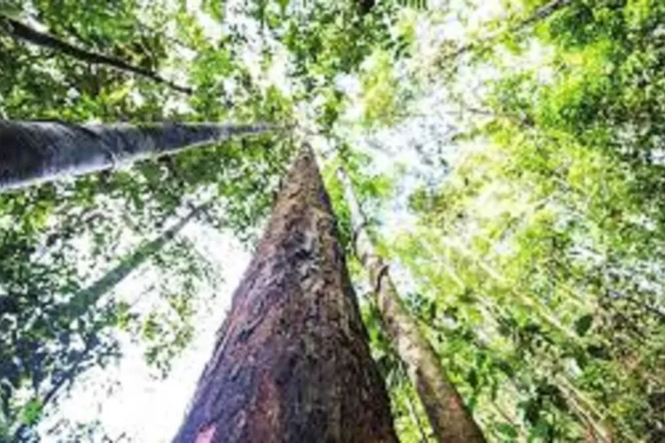 Dari Hutan Lindung Sungai Wain Hingga Bukit Pringgondani Ini