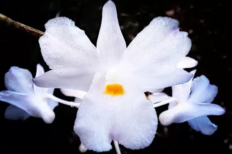 Dendrobium mutabile (Blume) Lindl yang ada di Kebun Raya Kuningan (instagram.com/@kebunrayakuningan.official)