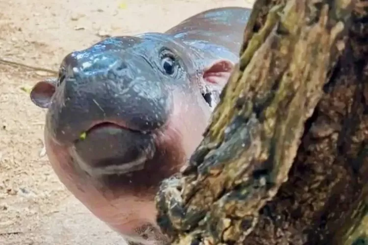 Popularitas Moo Deng, Bayi Kuda Nil yang Memikat Hati Pengunjung dan Warganet. (Instagram.com/@immoodeng)