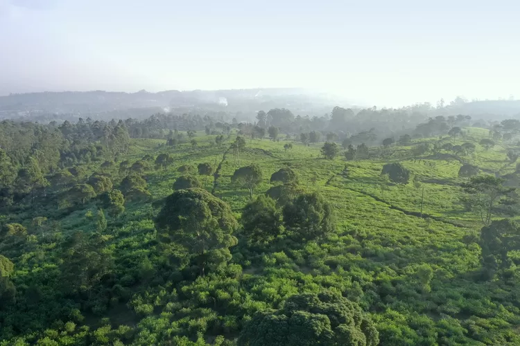 Ilustrasi kawasan hijau.