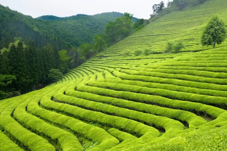 Bingung ingin liburan kemana? Cobalah untuk berkunjung ke wisata alam Pangalengan Bandung (kstudio@freepik.com)