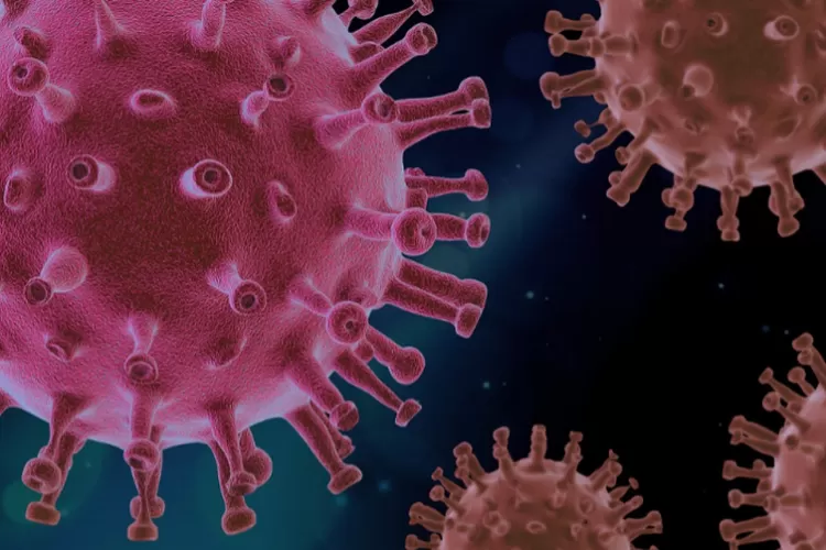 Ilustrasi virus Oropouche yang menewaskan dua wanita di Brasil (Pixabay.com@PIRO4D)