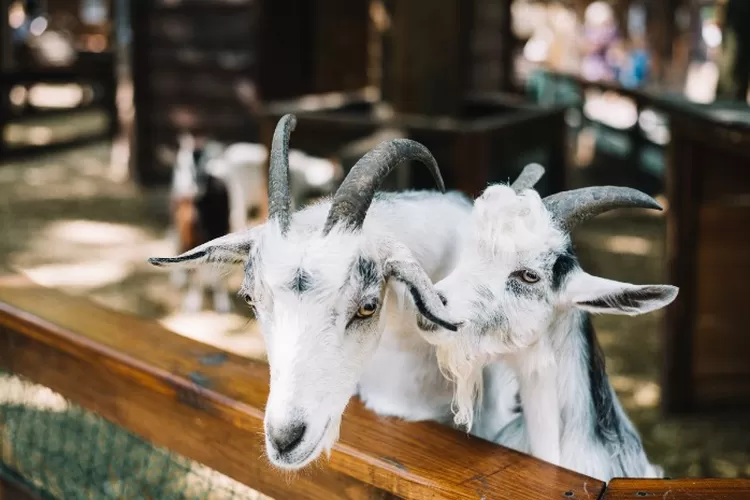 Ilustrasi kambing yang menjadi hewan kurban Idul Adha 2025. (freepik.com)