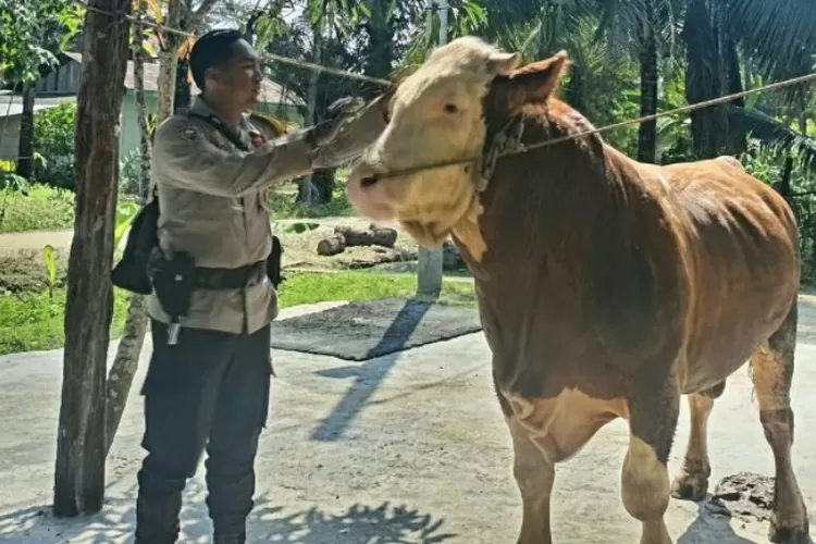 Potret Sapi &lsquo;Simental Cross&rsquo;, hewan kurban pilihan Presiden RI, Prabowo Subianto. (Dok. Polri)