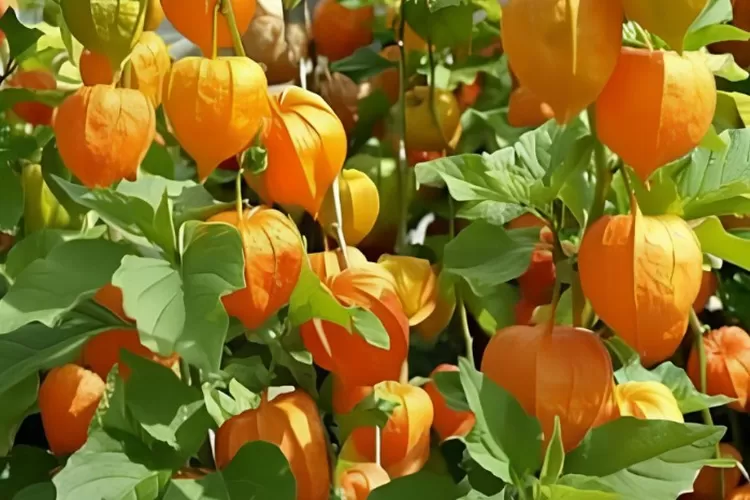 Golden Berries atau ciplukan banyak tumbuh di daerah beriklim tropis dengan kelembapan tinggi di Indonesia.  ((X.com/@selow_mas))