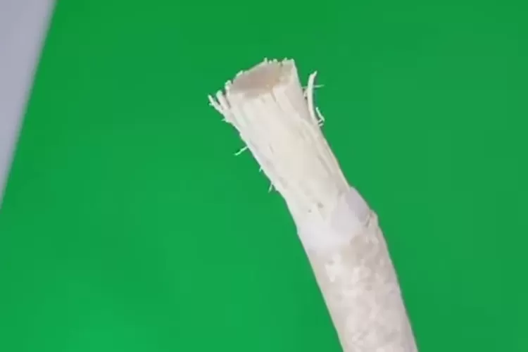 Manfaat menggunakan siwak untuk menyikat gigi.  ((Tangkapan layar YouTube BrightAndEasy))