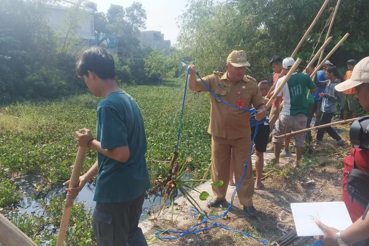 BERSIHKAN : Plt Wali Kota Pekalongan, H Salahudin saat mencoba membersihkan enceng gondok yang ada di sepanjang aliran Sungai Lodji Kota Pekalongan. (KONTENJATENG.COM/Arif Prayoga)