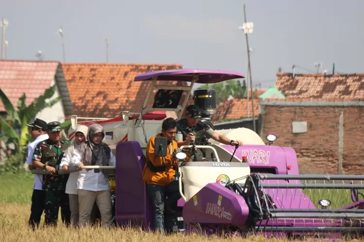 PANEN : Kota Pekalongan berhasil panen perdana Padi Biosalin di lahan seluas 1,5 hektar di wilayah Klidungan, Degayu.