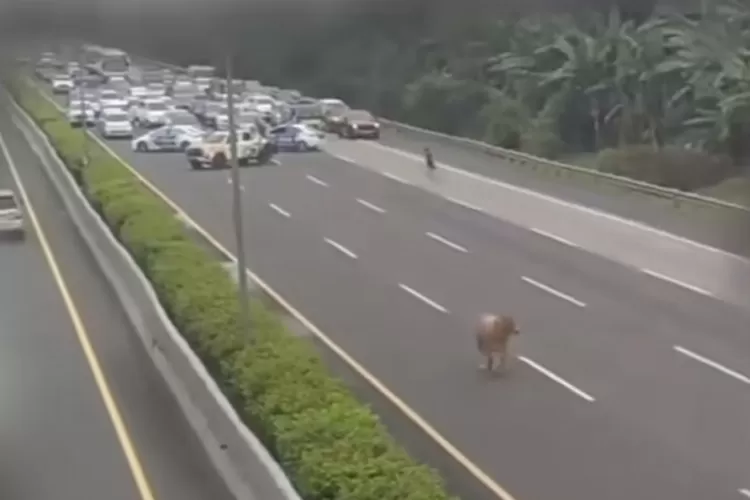 Insiden sapi kurban lepas viral dan hebohkan warganet  (Istimewa)