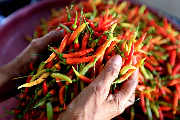 Badan Pusat Statistik (BPS) melaporkan lonjakan signifikan pada harga cabai merah dan cabai rawit di berbagai wilayah Indonesia. 