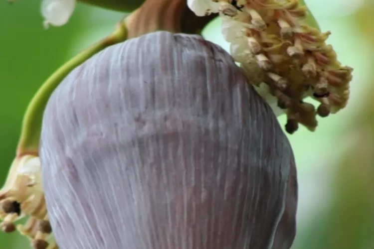 Khasiat jantung pisang  (pixabay / vinioliverfotografia)