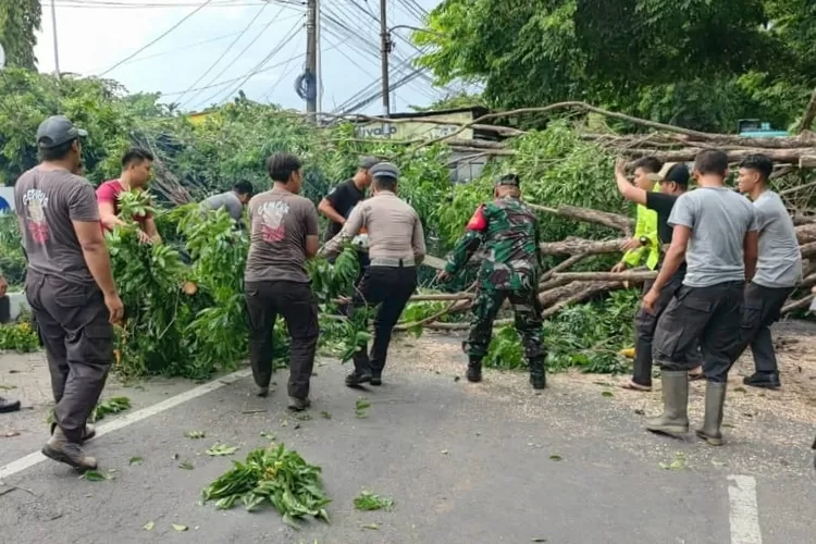 Hujan deras di Sidoarjo mengakibatkan pohon tumbang dan tiang listrik roboh.
