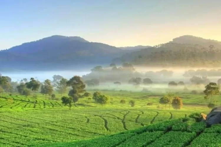 Tempat wisata Kebun Teh Cipasung, Majalengka / Instagram / @infomjk  &nbsp;