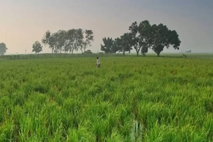 Aset Tanah Daerah Dikelola Dinas Pertanian (Instagram/@galazhar)  &nbsp;