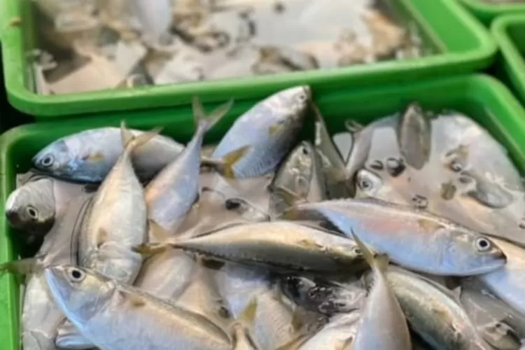 DKPP Akan Optimaslisasi Sistem Pengelolaan TPI  &nbsp;