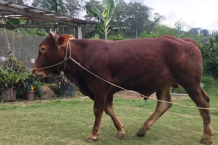 Ilustrasi: Tips-tips memilih sapi qurban yang baik dan tepat. (Mengerti.id/Fiky Akbar Faqih)