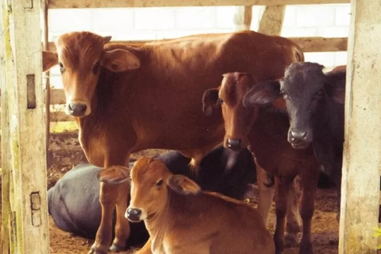 Ilustrasi: Harga Hewan Kurban di Tuban Jawa Timur Mengalami Kenaikan. (Pexels/Vinicius Pontes)